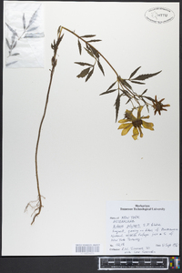 Bidens polylepis image