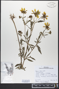 Bidens polylepis image