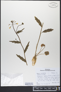 Cardamine bulbosa image