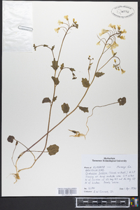 Cardamine bulbosa image