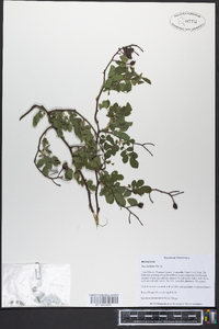 Rosa multiflora image