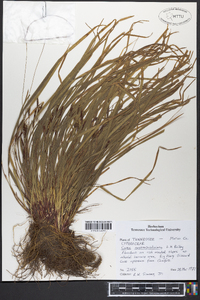 Carex austrocaroliniana image