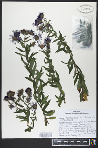 Symphyotrichum novae-angliae image