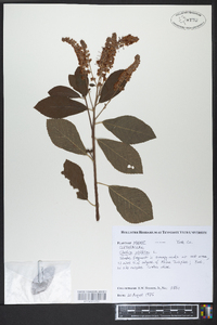 Clethra alnifolia image