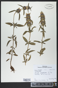 Monarda clinopodioides image