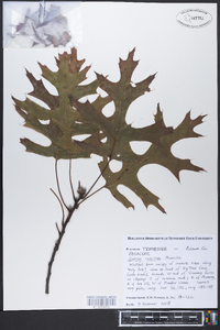 Quercus coccinea image