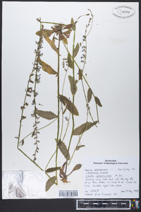 Lobelia appendiculata image