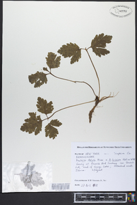 Cardamine diphylla image