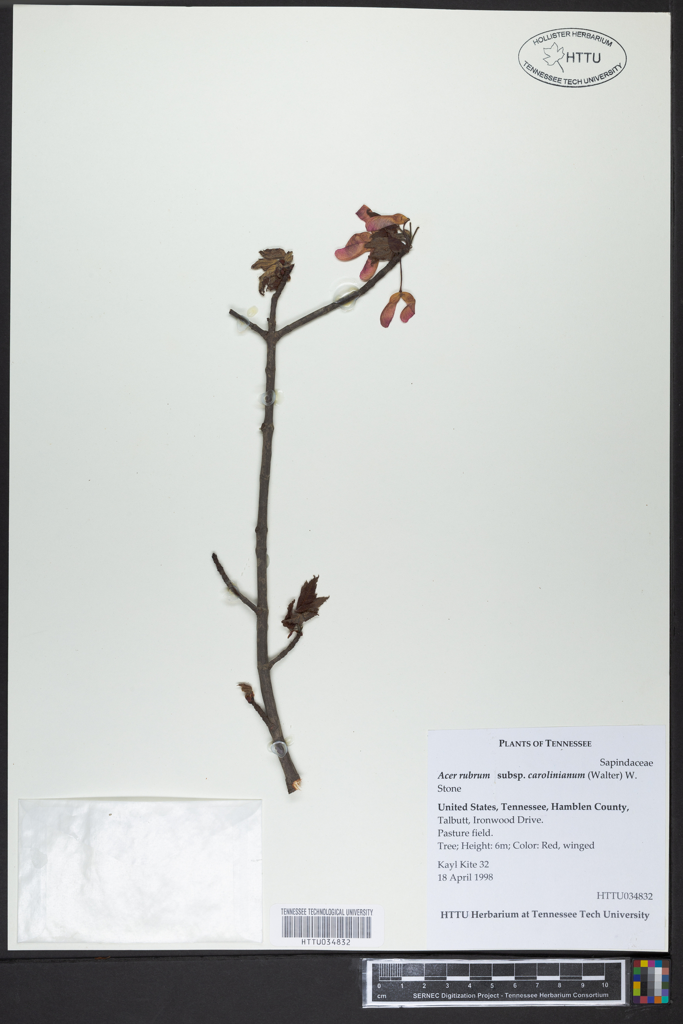 Acer rubrum subsp. carolinianum image