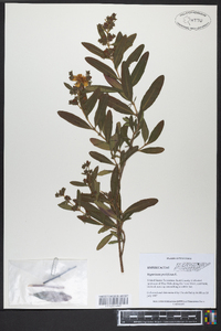 Hypericum prolificum image