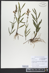 Physostegia virginiana image