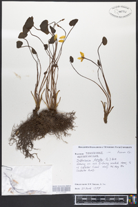 Jeffersonia diphylla image