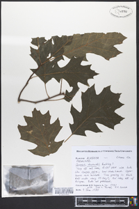 Quercus shumardii image