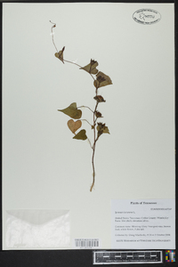 Ipomoea lacunosa image
