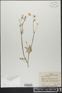 Ranunculus fascicularis image