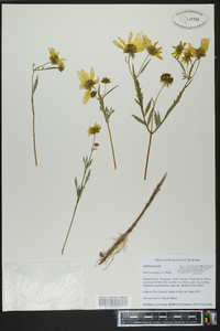 Bidens polylepis image