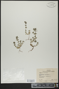 Sherardia arvensis image