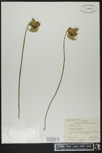 Sarracenia purpurea image