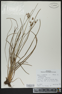 Fimbristylis dichotoma image