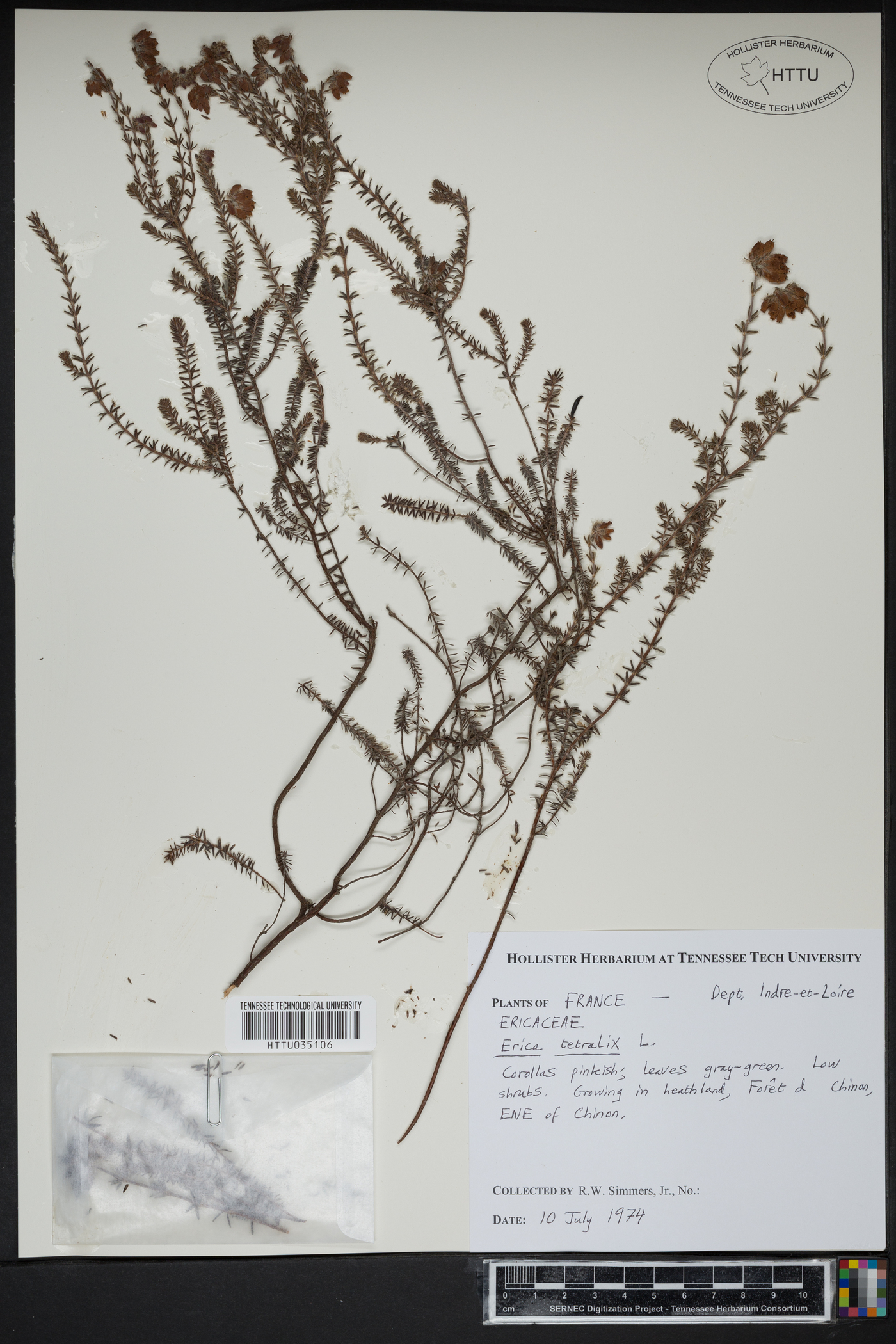 Erica tetralix image