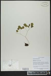 Thalictrum clavatum image