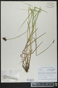 Carex straminea image