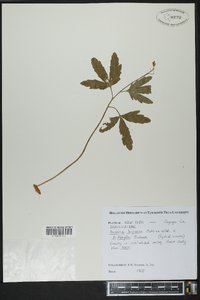 Cardamine diphylla image