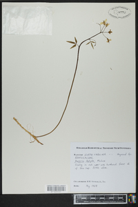 Cardamine diphylla image