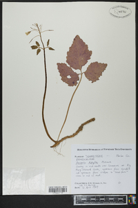 Cardamine diphylla image