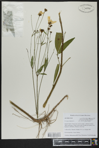 Coreopsis tripteris image