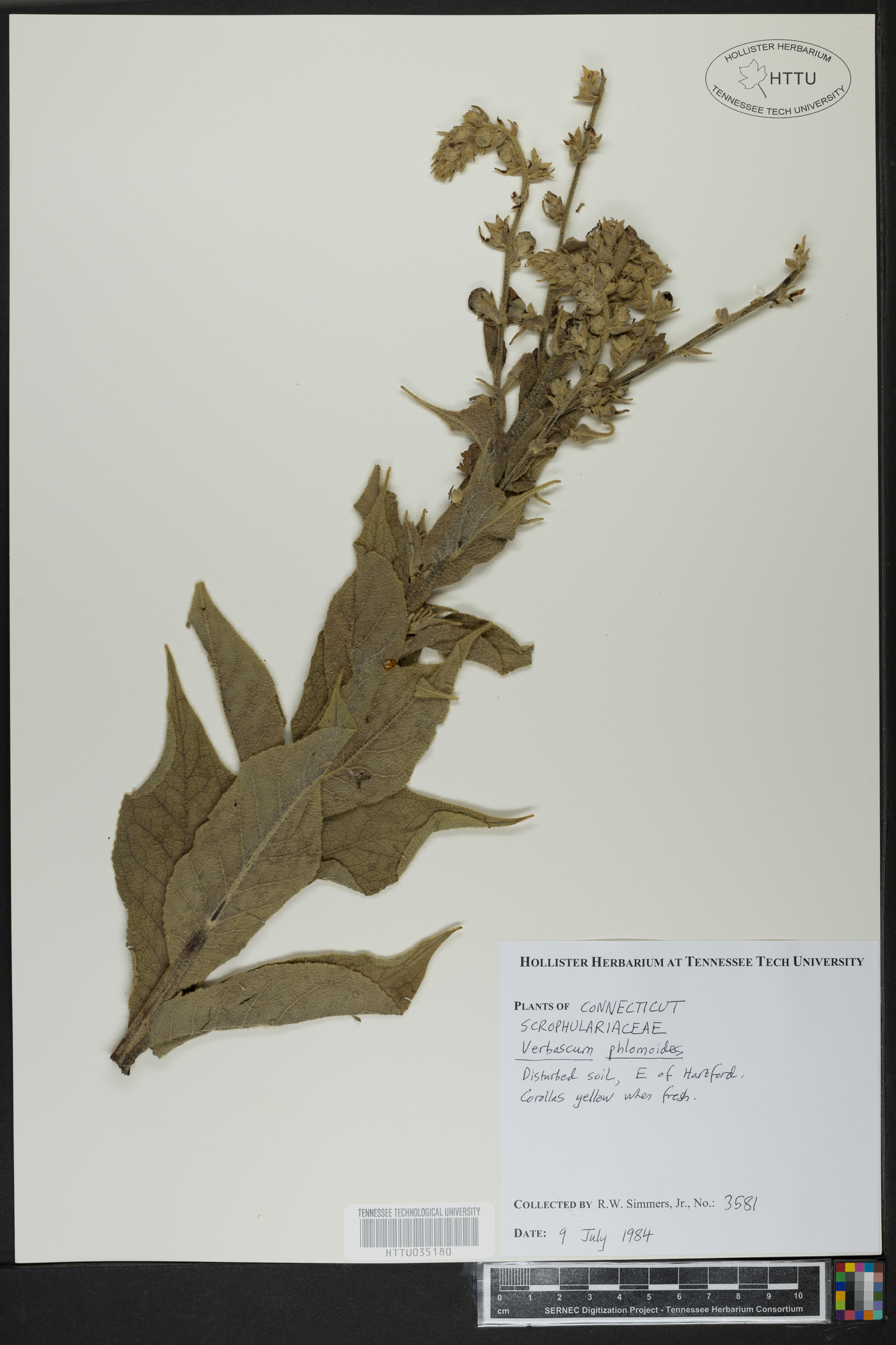 Verbascum phlomoides image