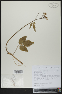 Cardamine diphylla image