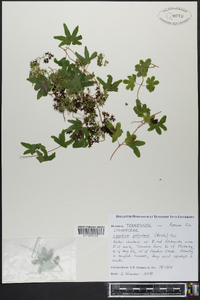 Lygodium palmatum image