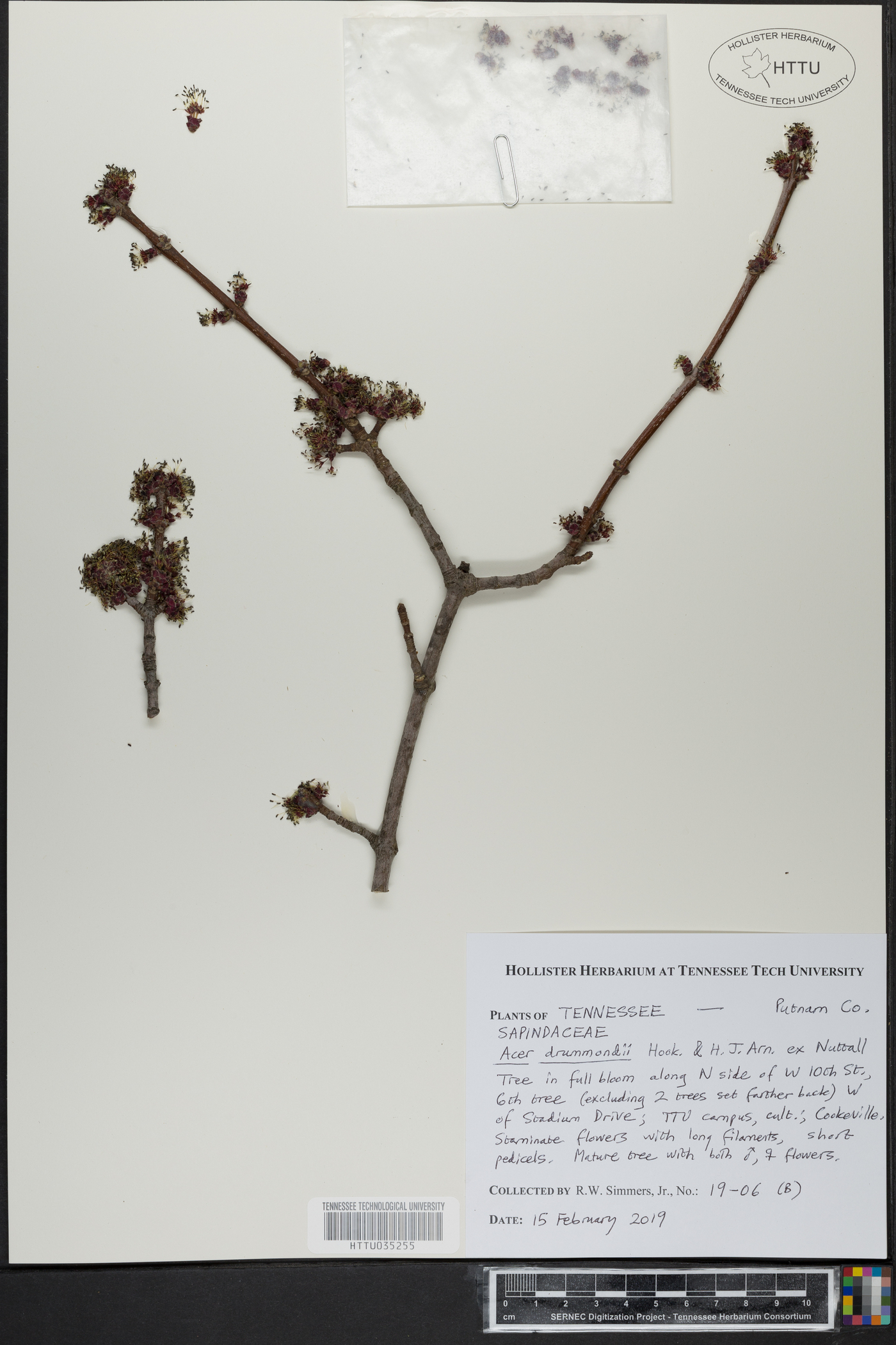 Acer drummondii image