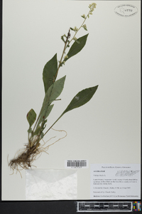 Solidago bicolor image