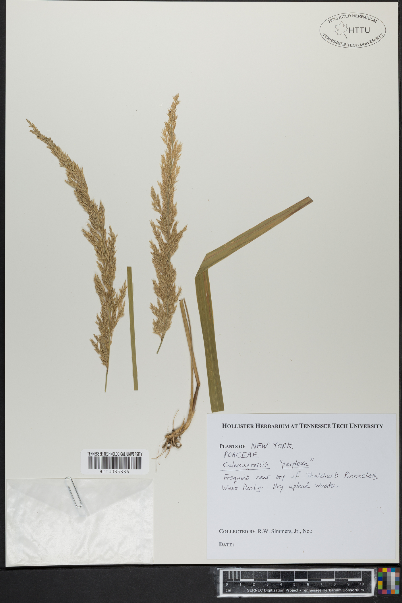 Calamagrostis perplexa image