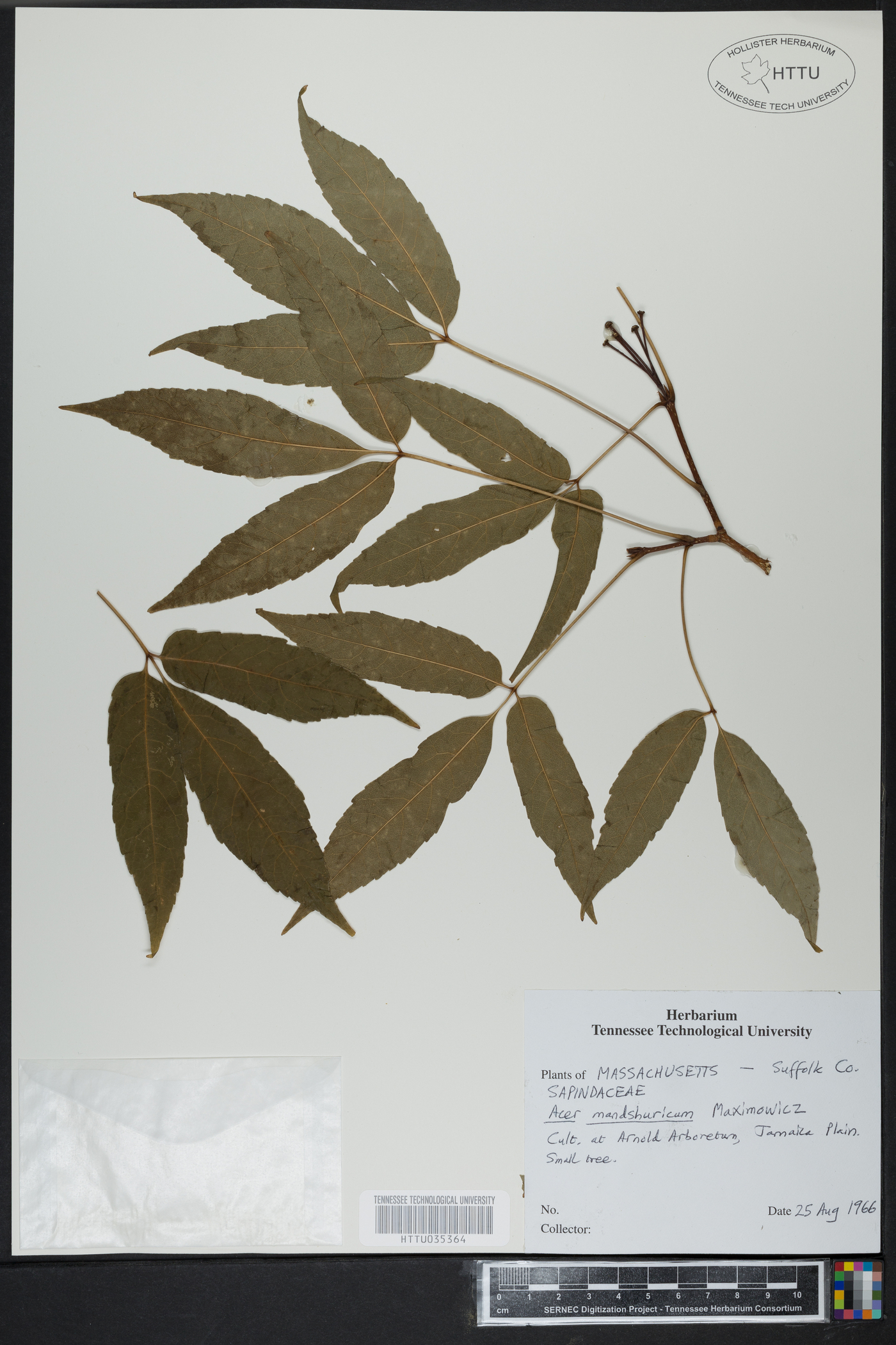 Acer mandshuricum image