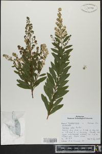 Spiraea alba image