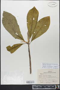 Magnolia macrophylla image