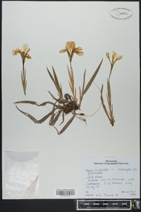 Iris verna image