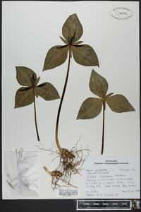 Trillium stamineum image