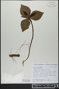 Trillium cuneatum image