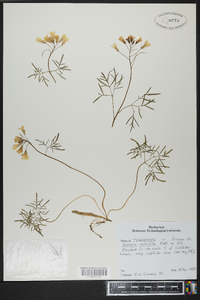 Cardamine dissecta image