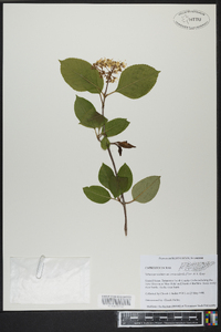 Viburnum cassinoides image