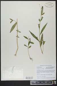 Ludwigia decurrens image