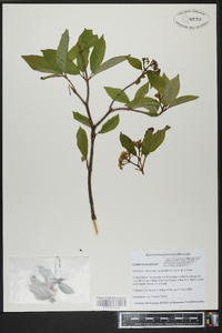 Viburnum cassinoides image