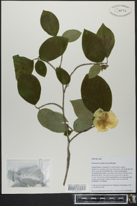 Stewartia ovata image