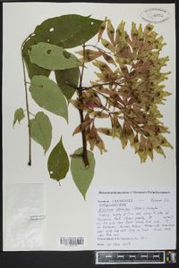 Ailanthus altissima image