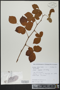 Rubus signatus image