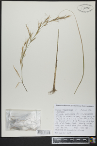 Aristida purpurascens image